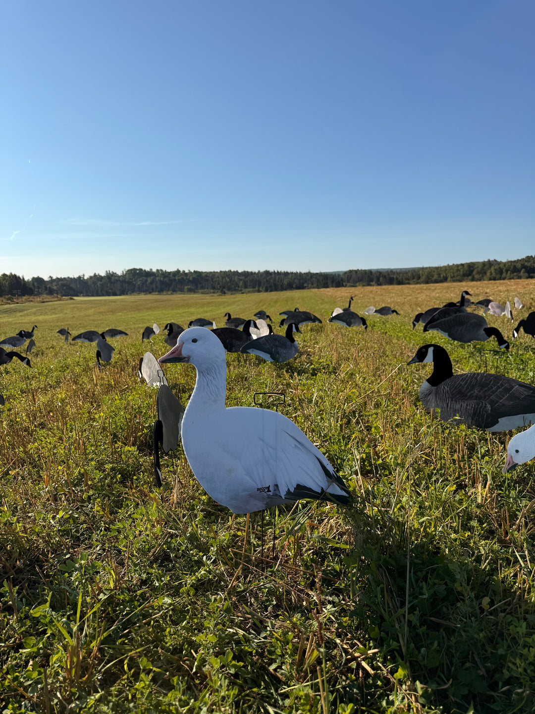 Snow Goose Silhouettes