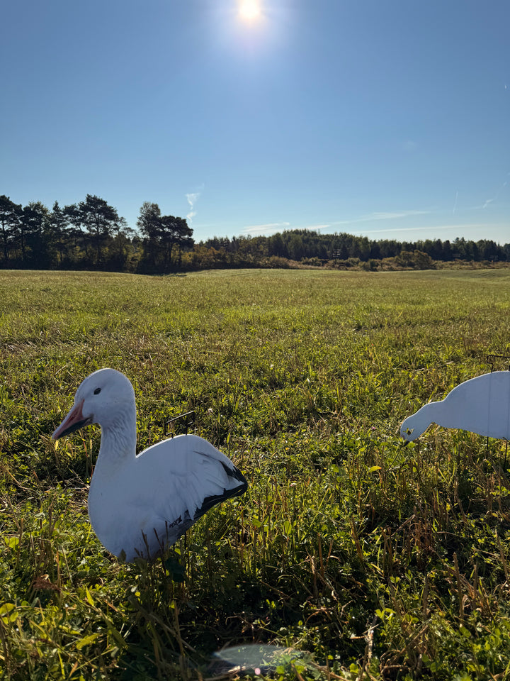 Snow Goose Silhouettes