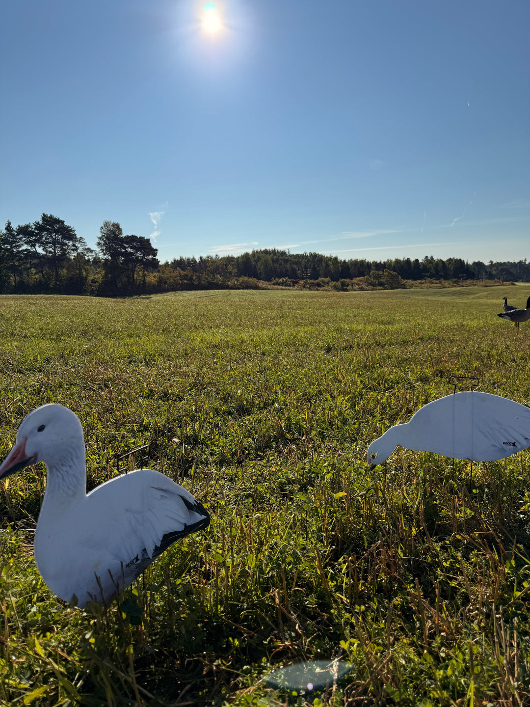 Snow Goose Silhouettes