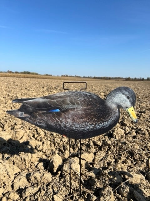 Black Ducks Fully Flocked