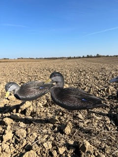 Black Ducks - Non Flocked