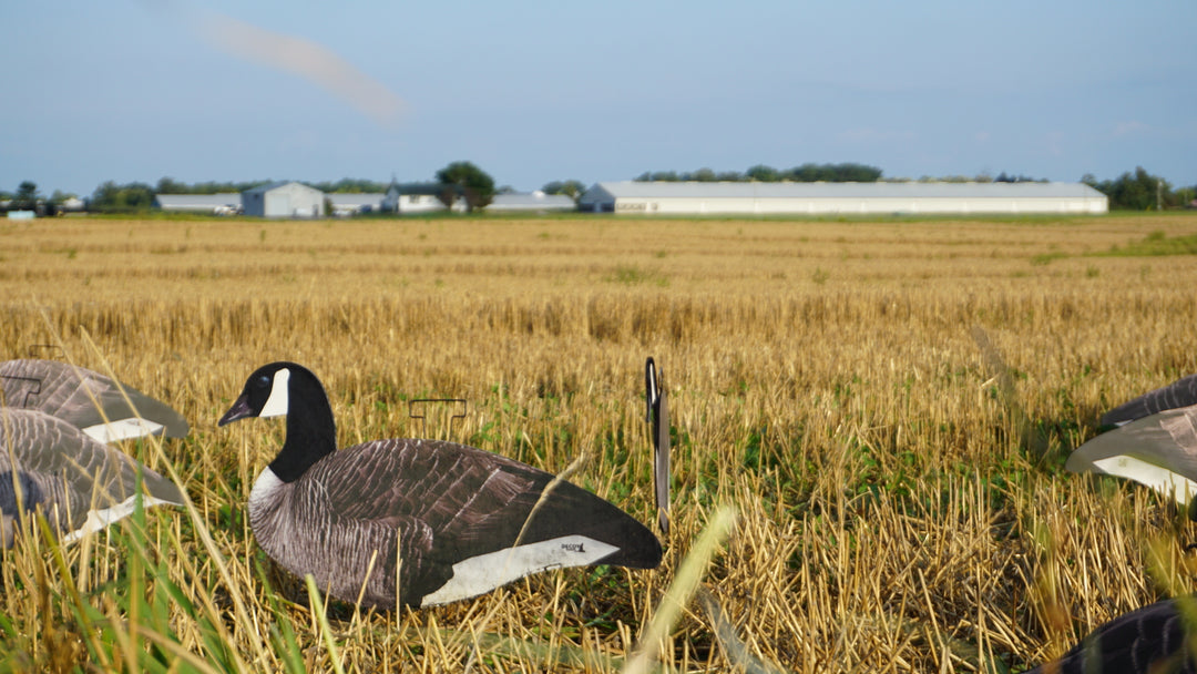 Daddy’s Dirty Dozen Fully Flocked