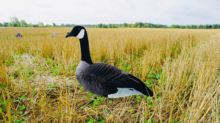 Daddy’s Dirty Dozen Fully Flocked
