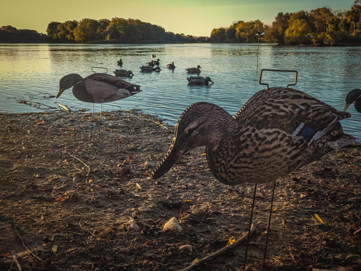 Black Ducks - Non Flocked