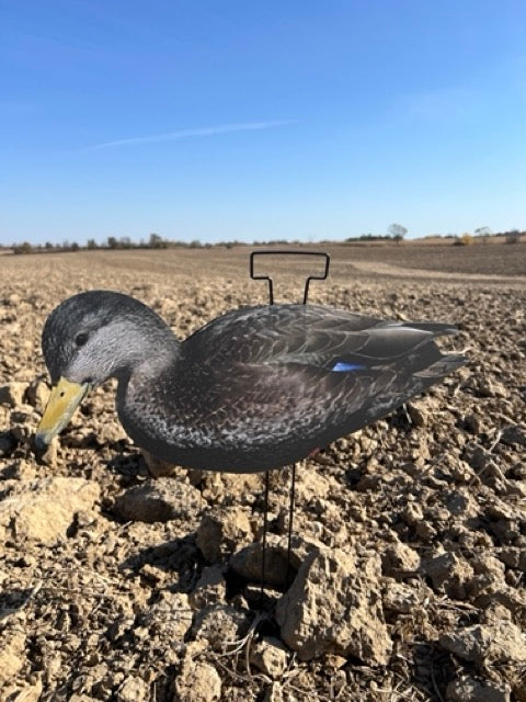 Black Ducks Fully Flocked