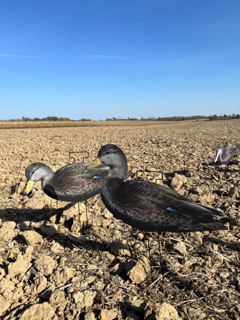 Black Ducks Fully Flocked